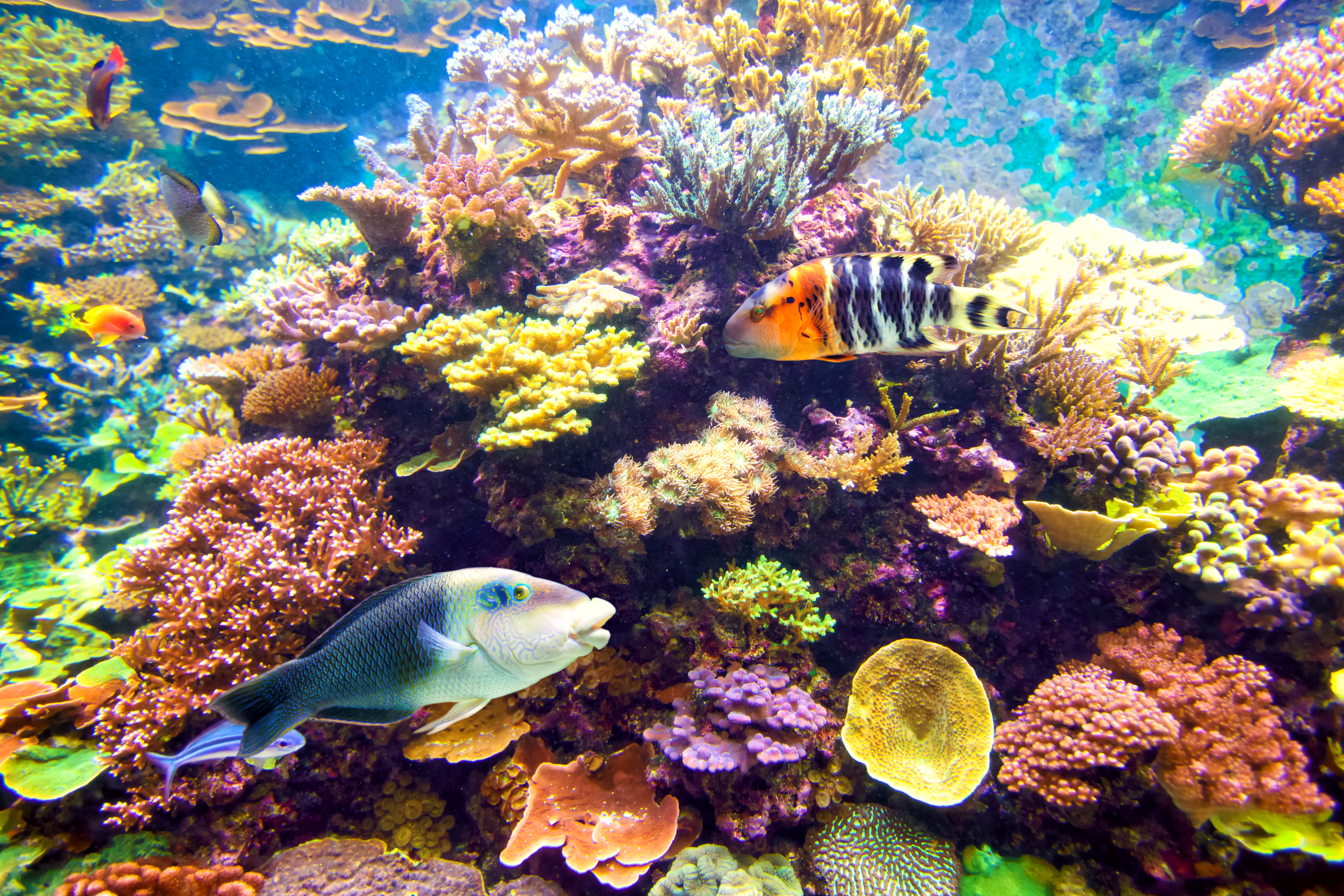 Color_Tropical Fish And Coral Reef